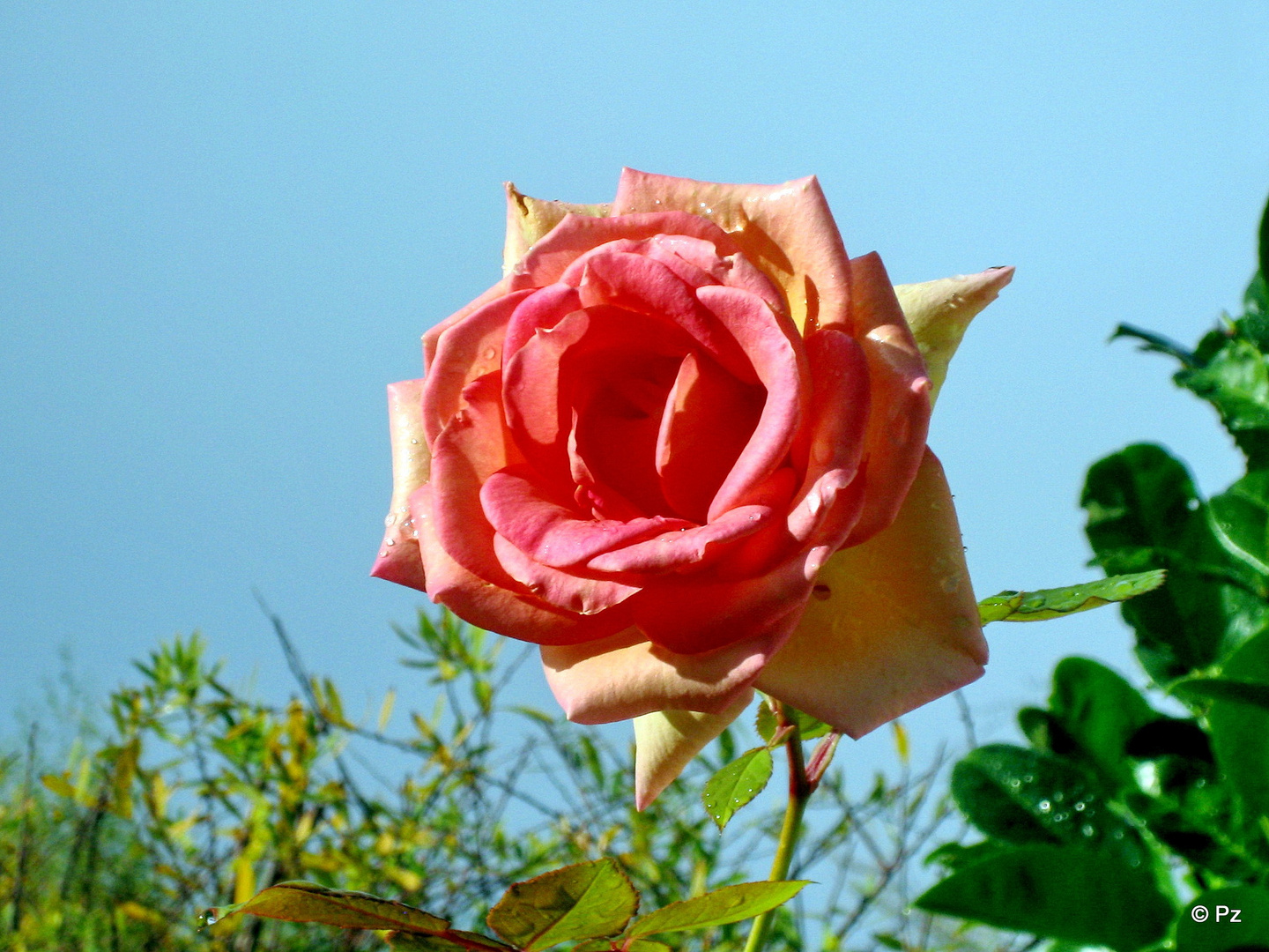 Rose im November vor dem Nachtfrost ...