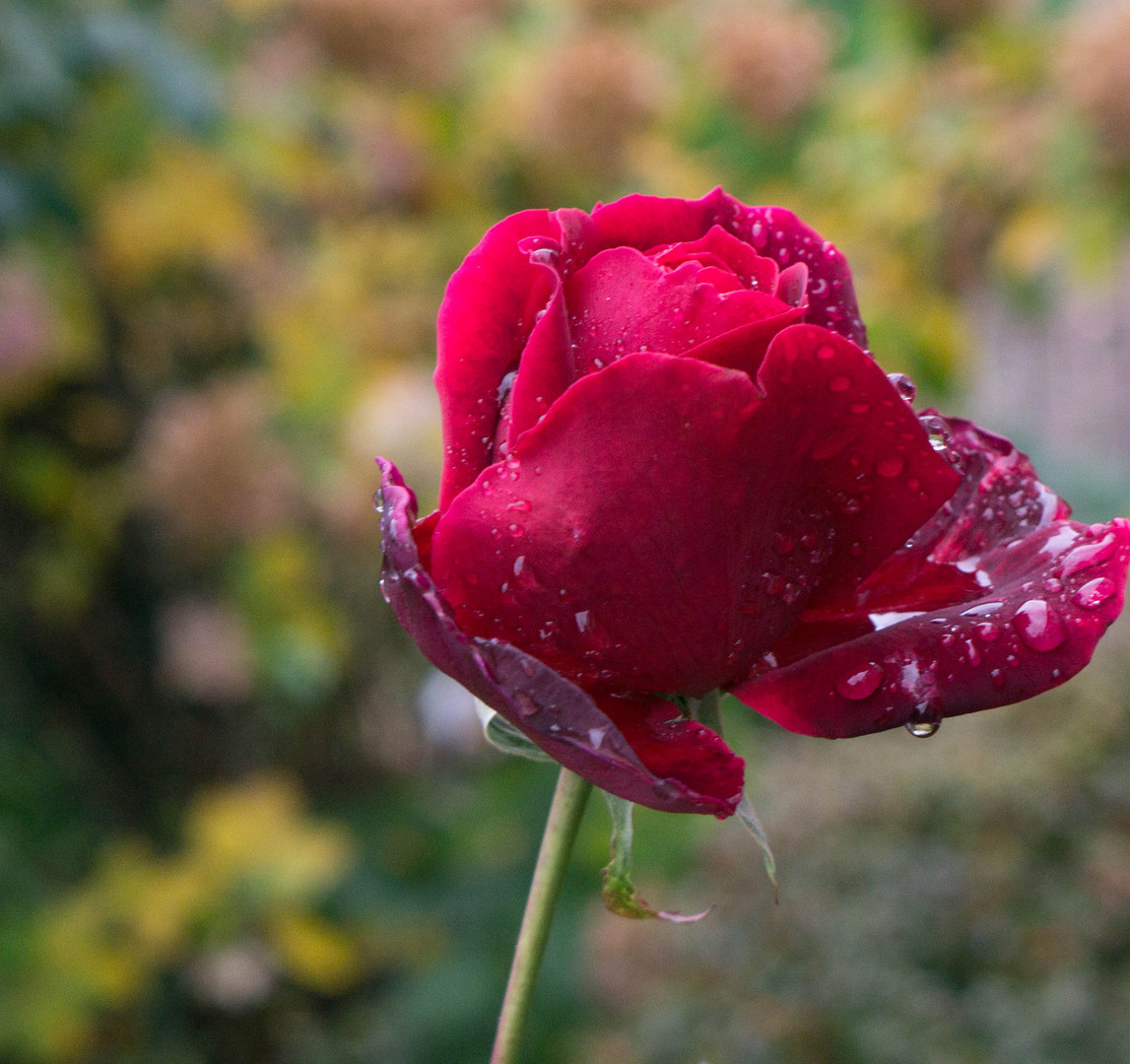 Rose im Novemberregen