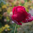 Rose im Novemberregen