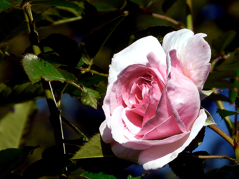 Rose im Oktober