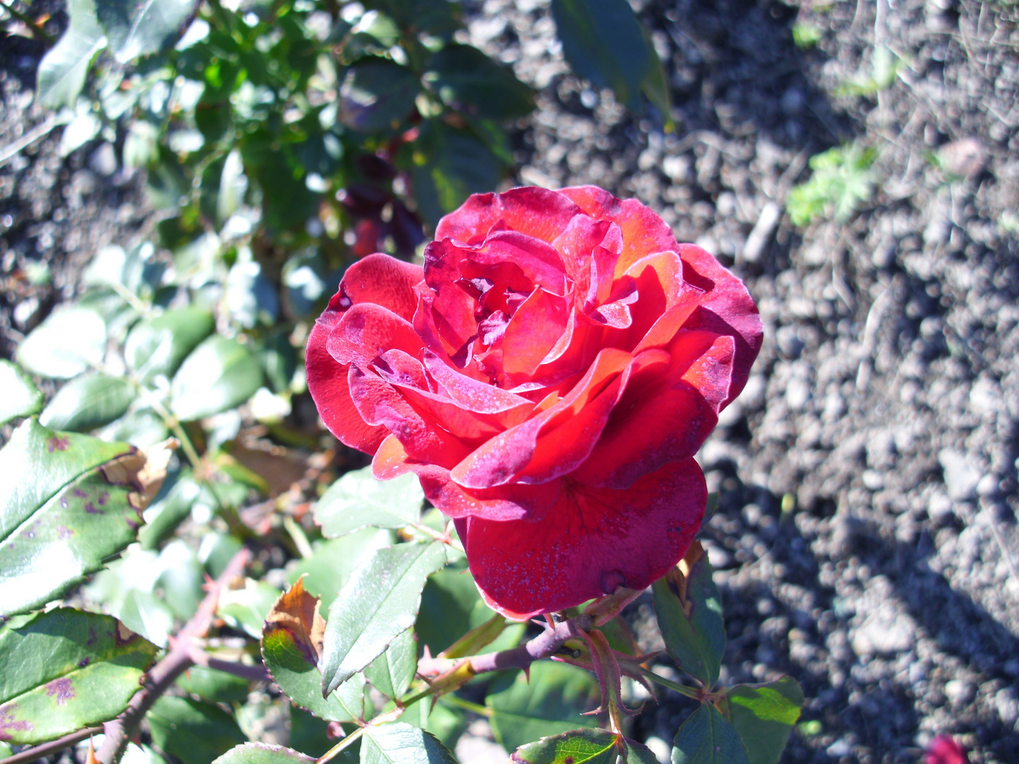 Rose im Oktober