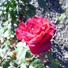 Rose im Oktober