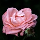 Rose im Park 3