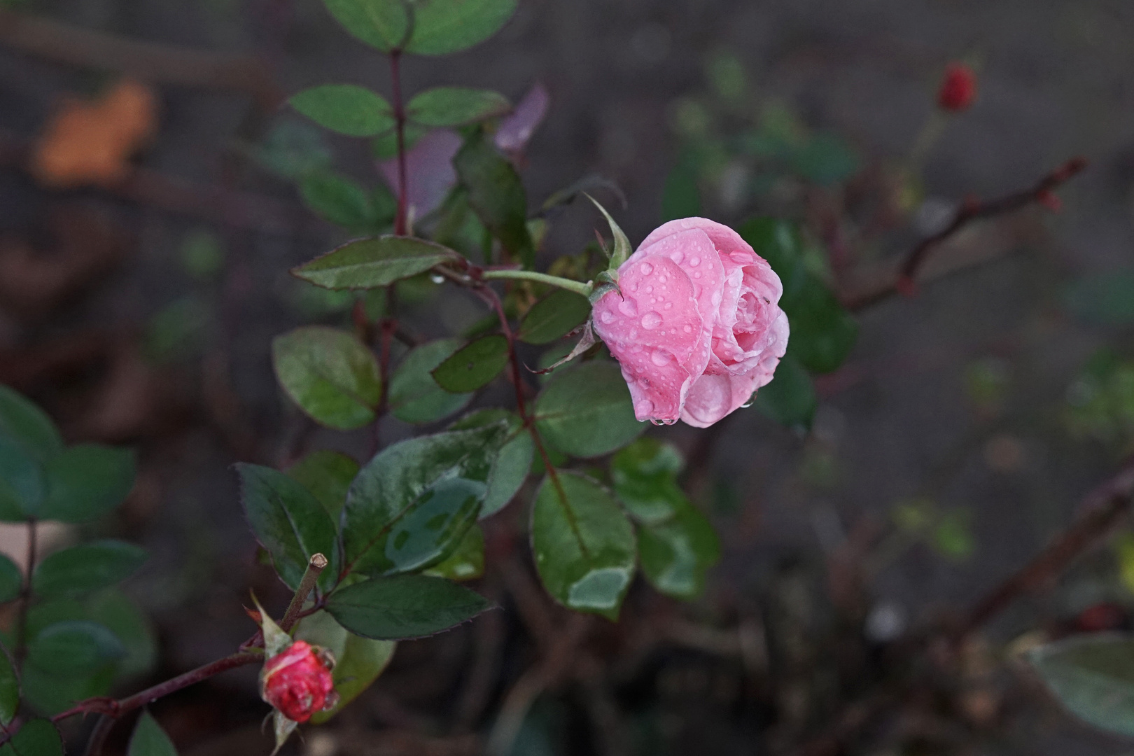 Rose im Park