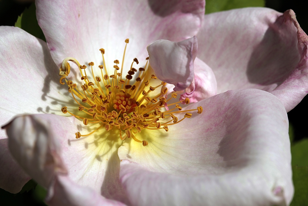 Rose im Park 6