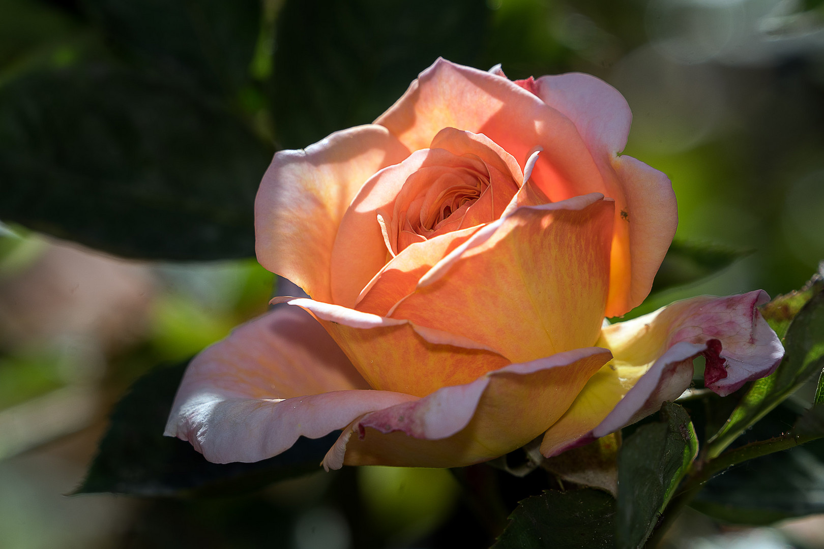 Rose im Park von Bad Sauerbrunn