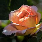 Rose im Park von Bad Sauerbrunn