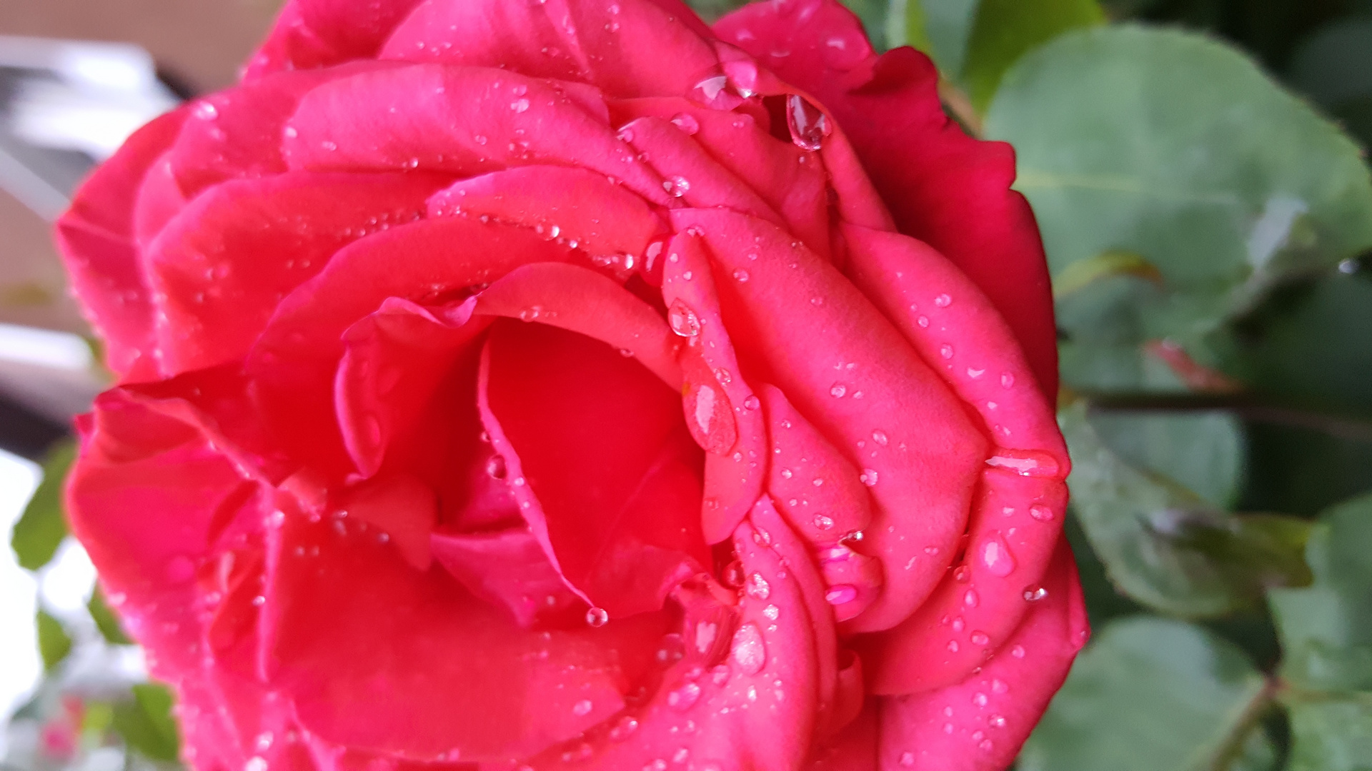 Rose im Regen