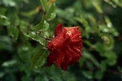 Rose im Regen