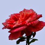 Rose im Regen