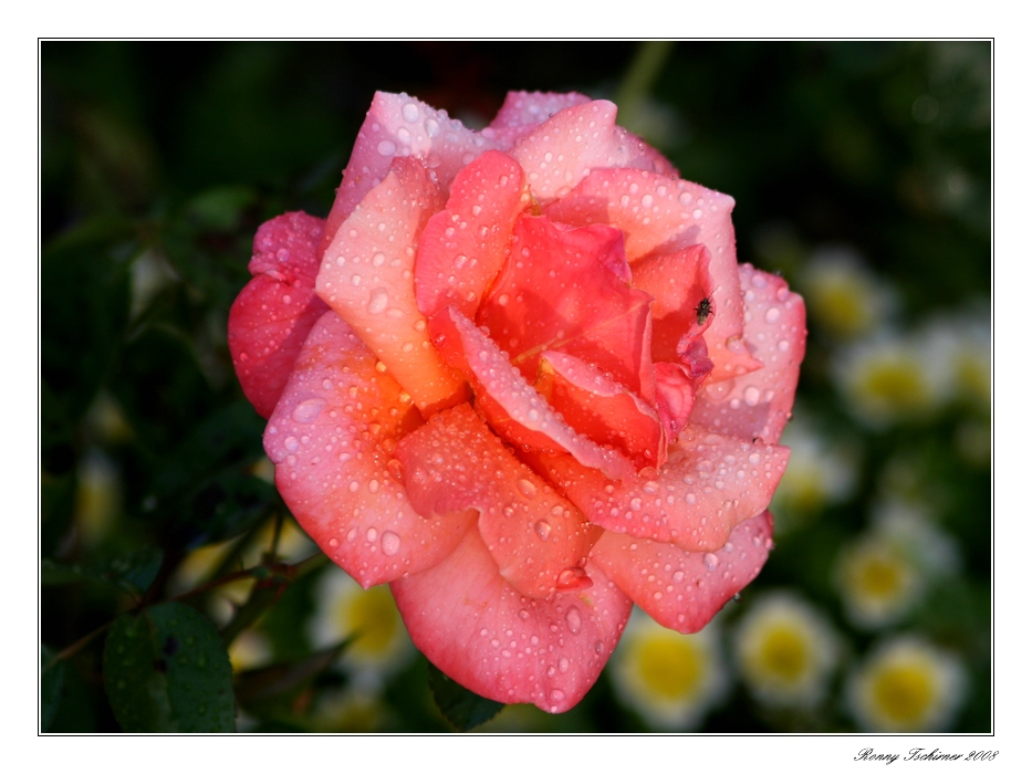 Rose im Regen