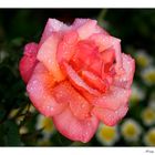 Rose im Regen