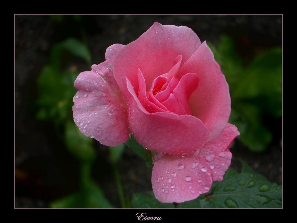 Rose im Regen