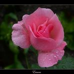 Rose im Regen