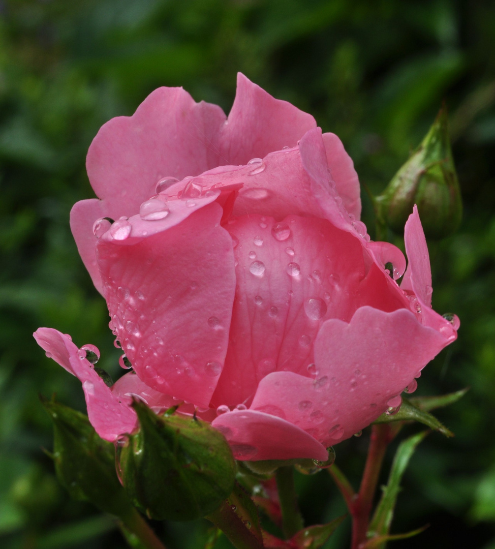 Rose im Regen