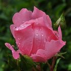 Rose im Regen