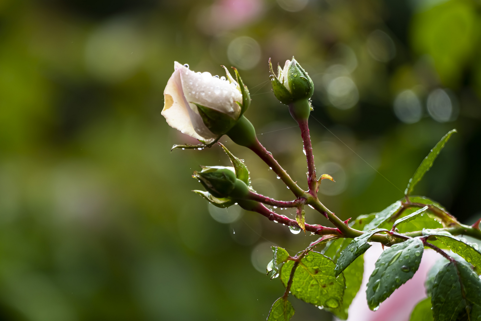 Rose im Regen