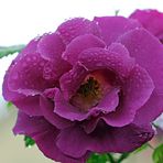 Rose im Regen -1-