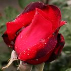 Rose im Regen #1