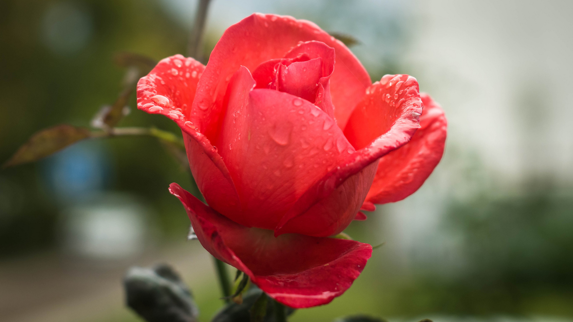 Rose im Regen