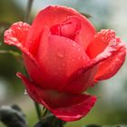 Rose im Regen