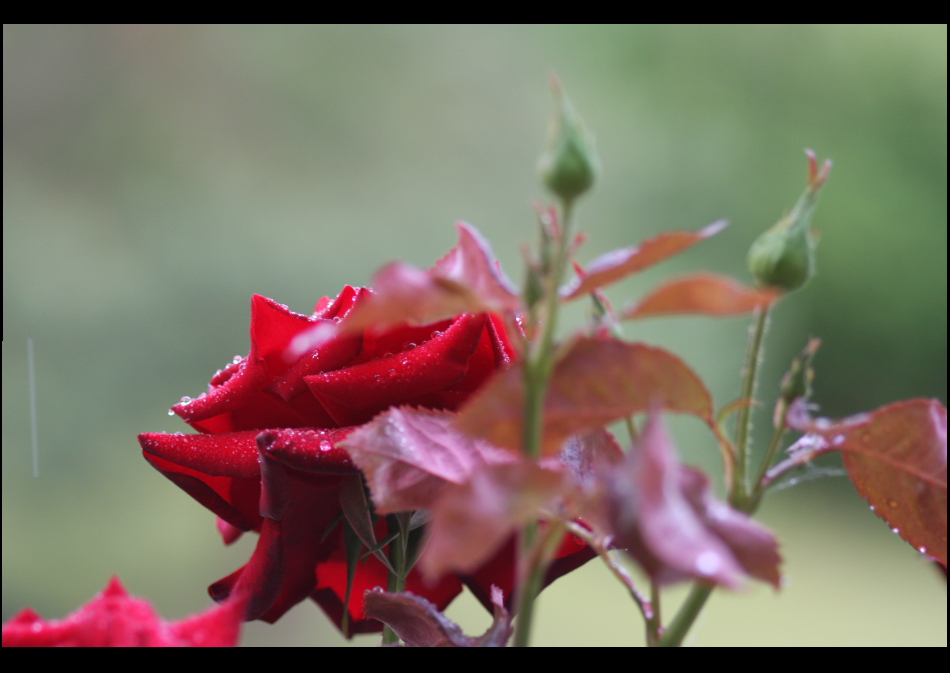 Rose im Regen