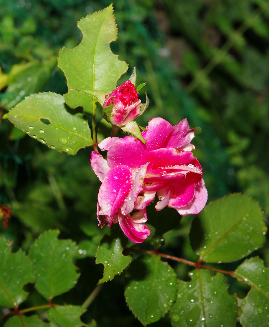 Rose im Regen