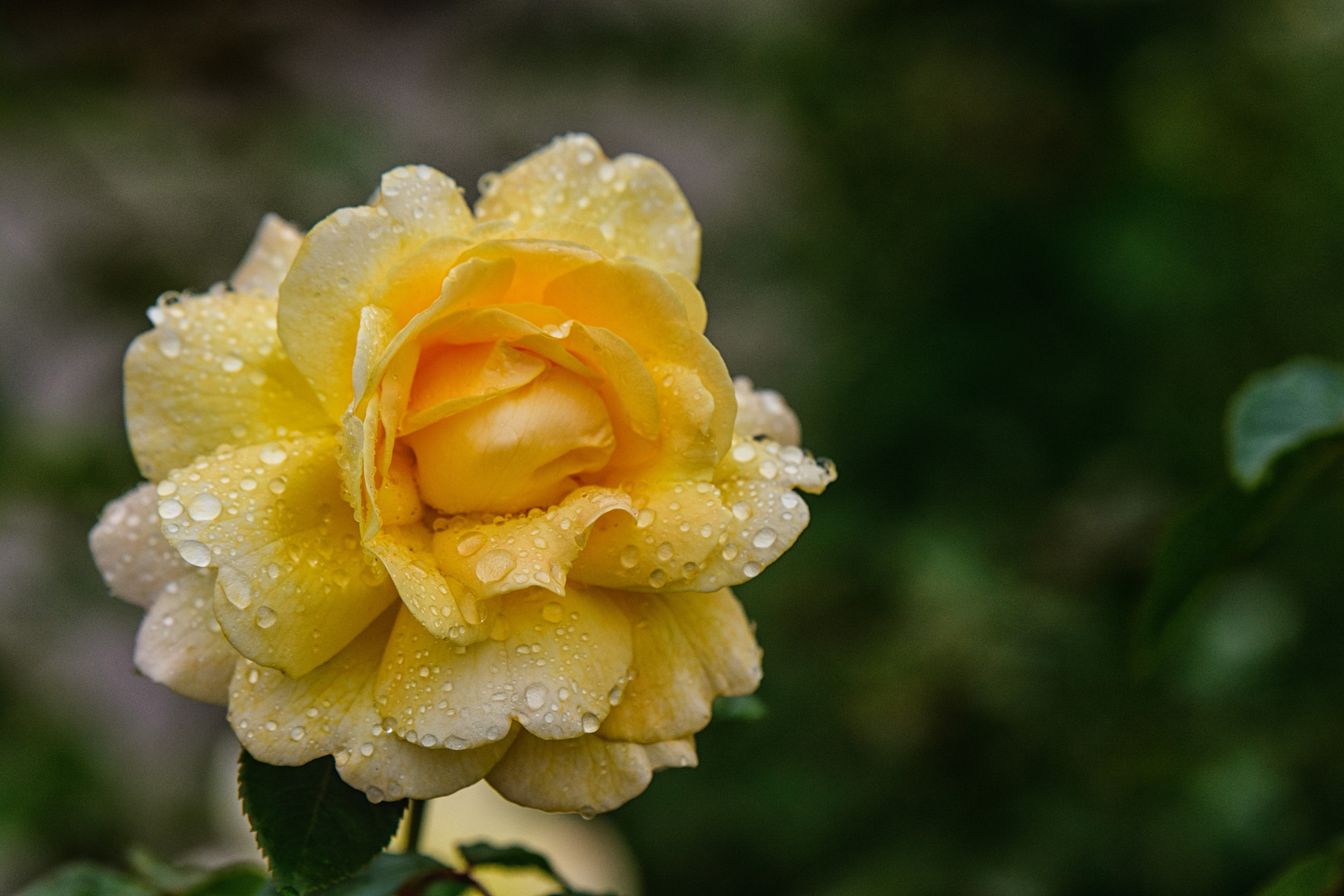 Rose im Regen