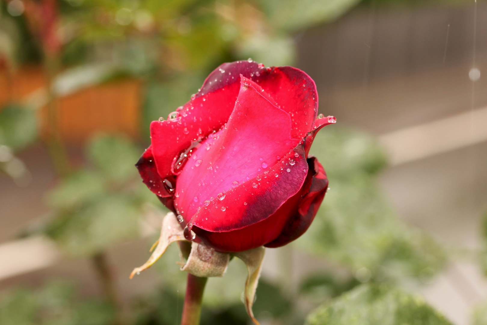 Rose im Regen #2