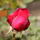 Rose im Regen #2