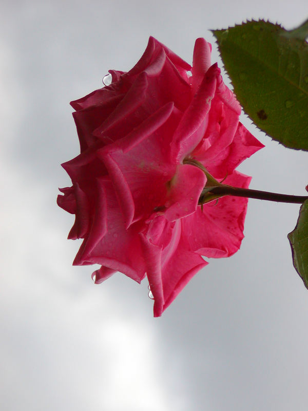 Rose im Regen 2