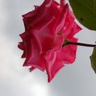 Rose im Regen 2