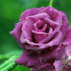 Rose im Regen -2-