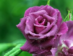 Rose im Regen -2-