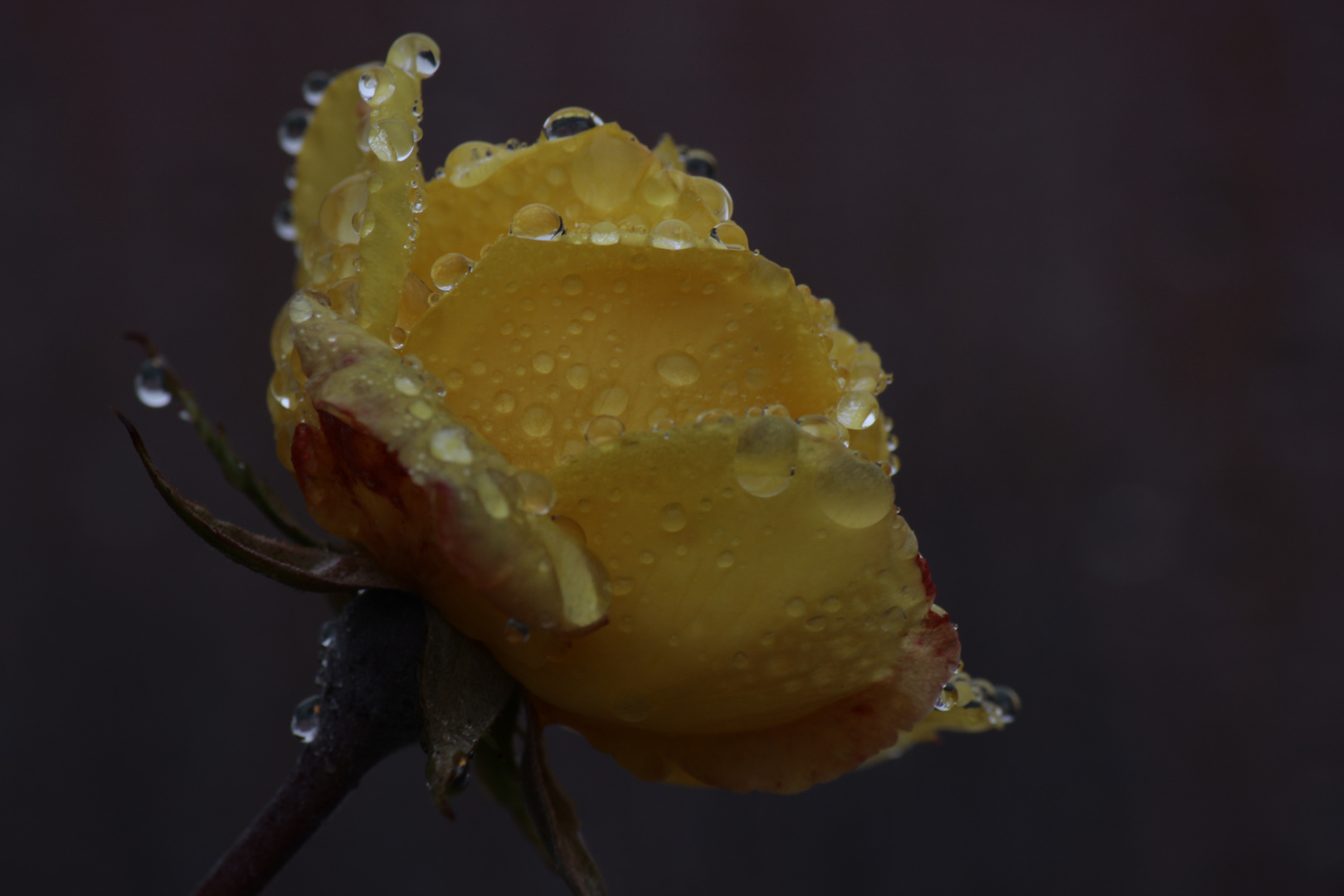 Rose im Regen