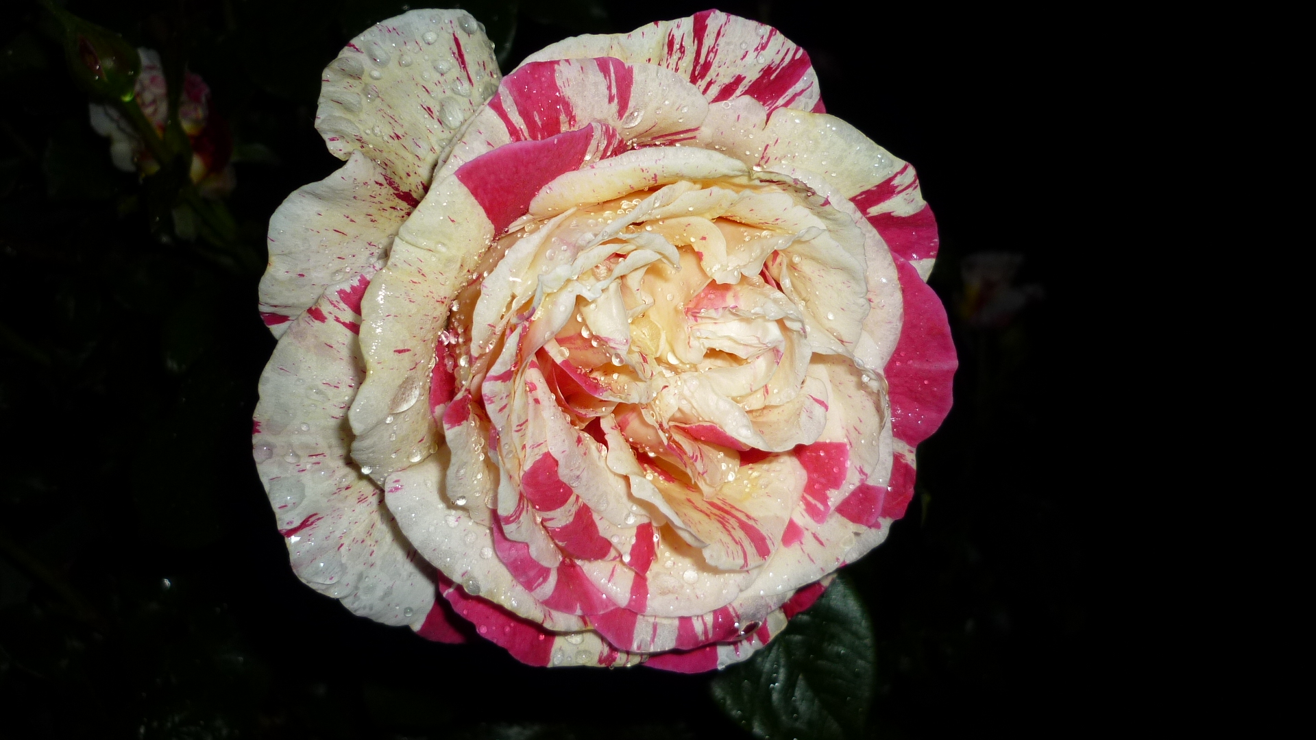 ROSE IM REGEN