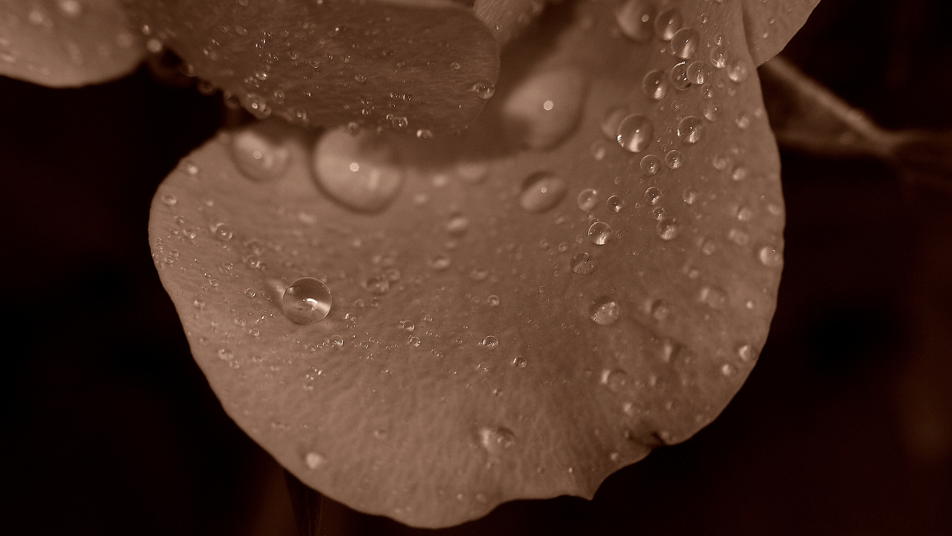 Rose im Regen