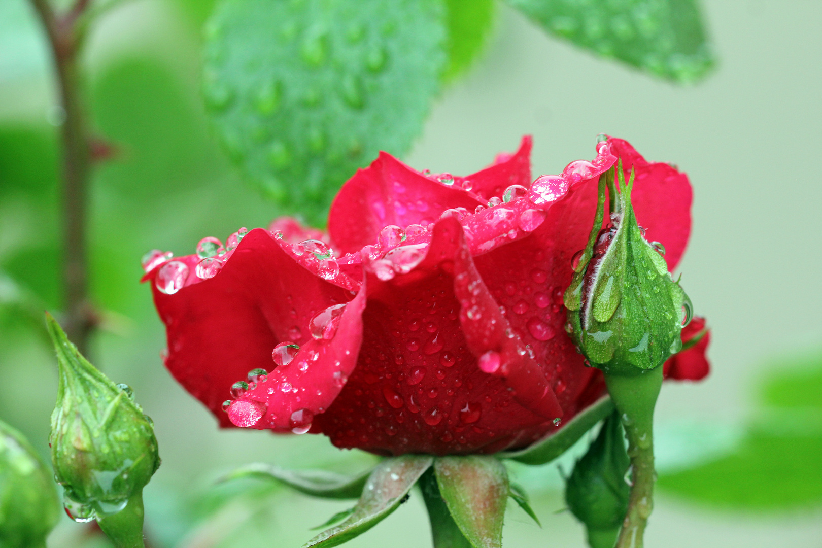 Rose im Regen -3-