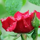 Rose im Regen -3-
