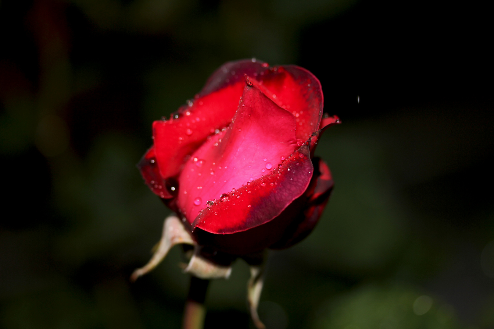 Rose im Regen #3