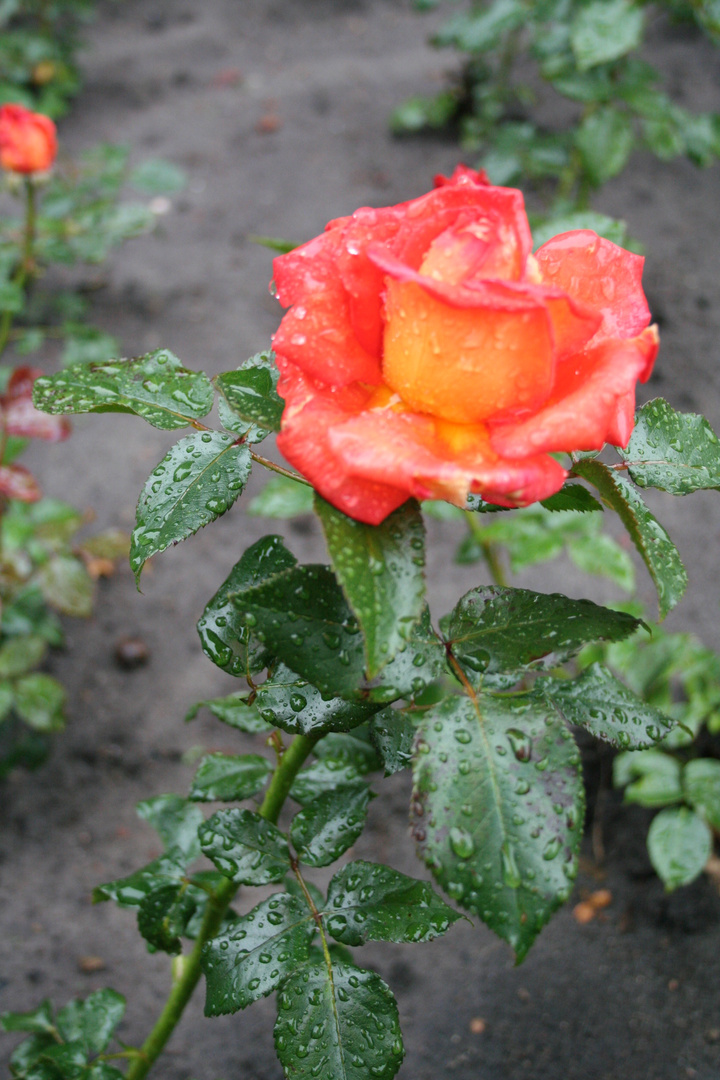 Rose im Regen