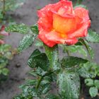 Rose im Regen