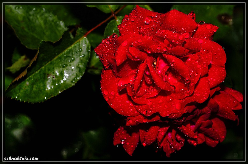 Rose im Regen