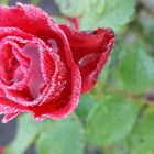 Rose im Regen