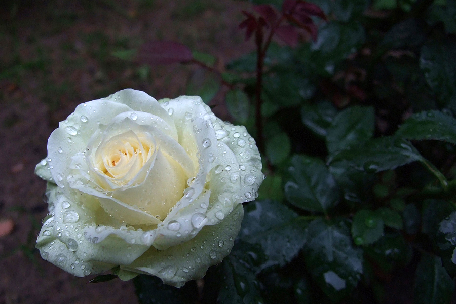 Rose im Regen