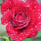 Rose im Regen