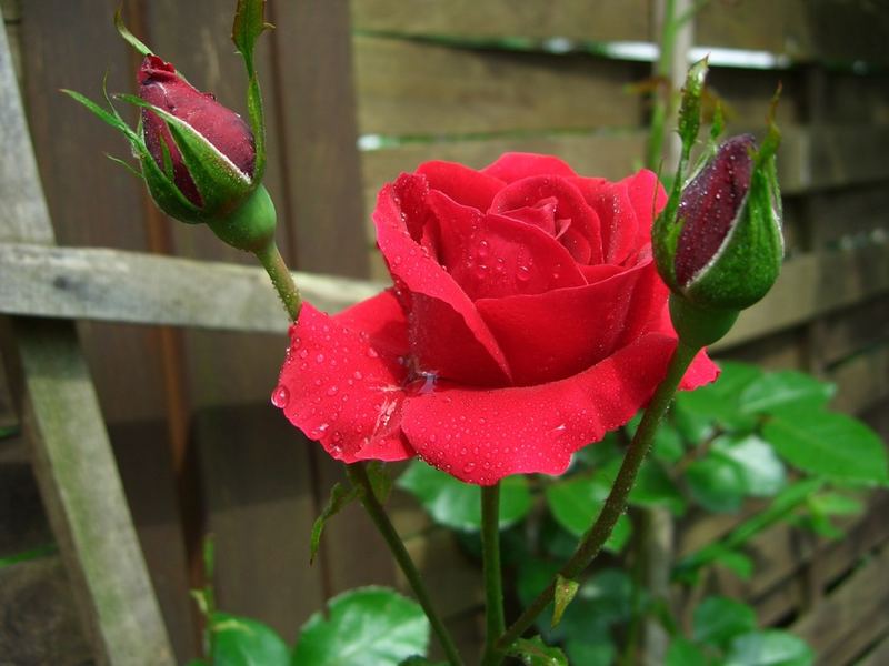 Rose im Regen