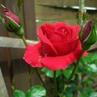 Rose im Regen