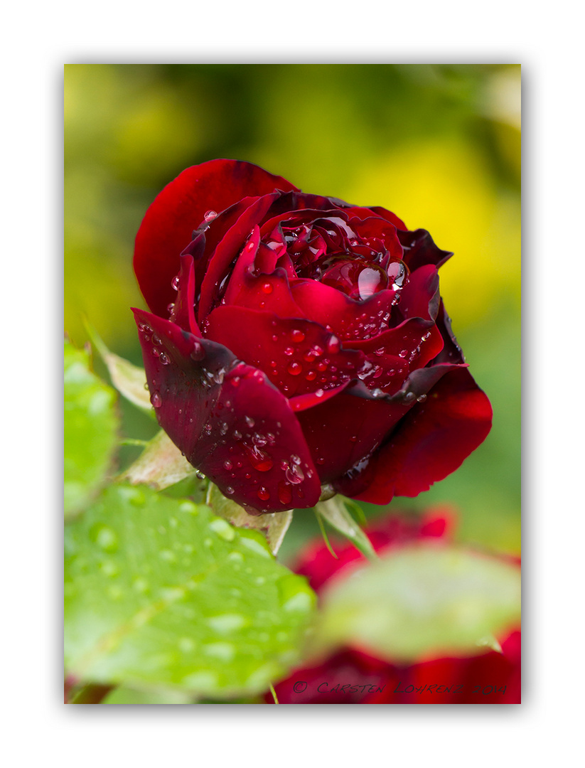 Rose im Regen