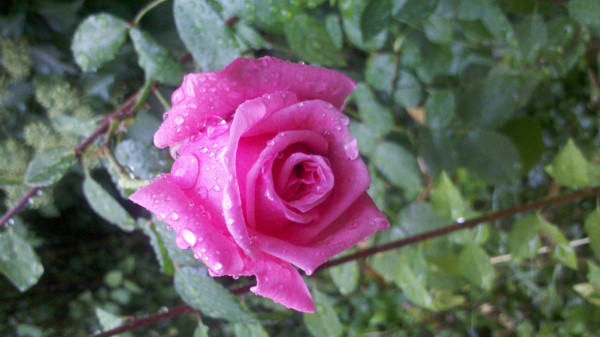 Rose im Regen